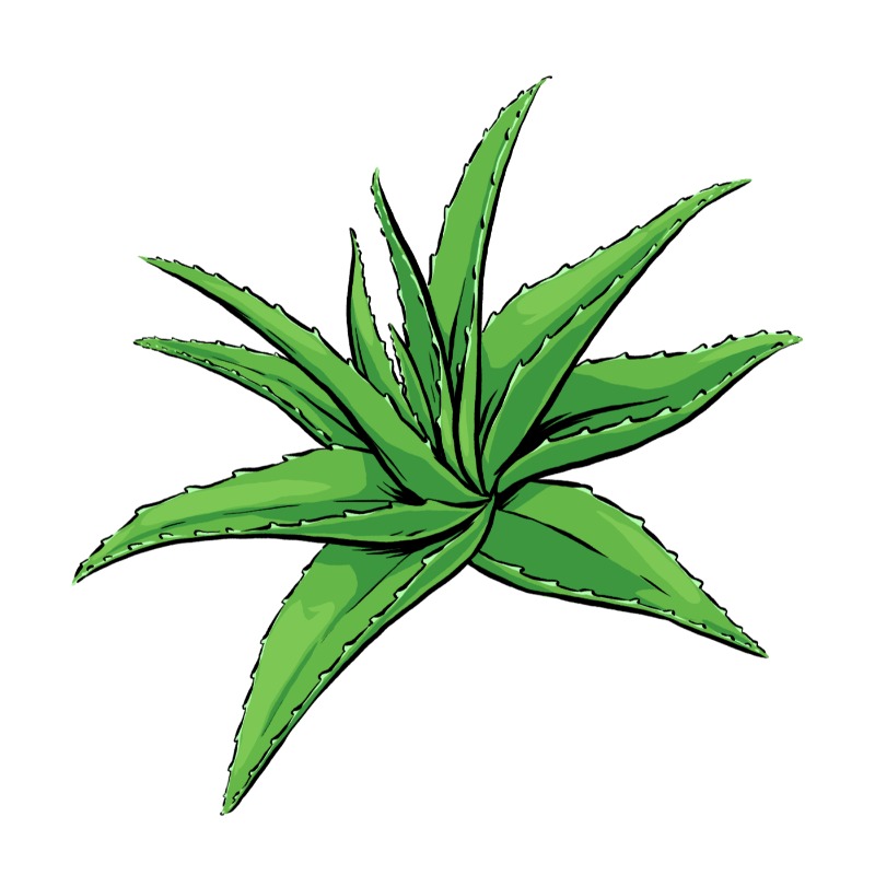 Aloe Vera