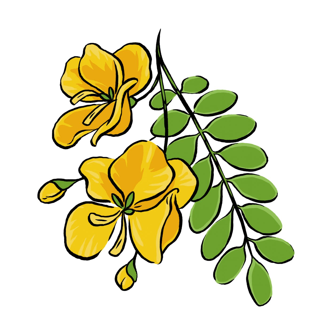 Cassia Cassia auriculata Emblica