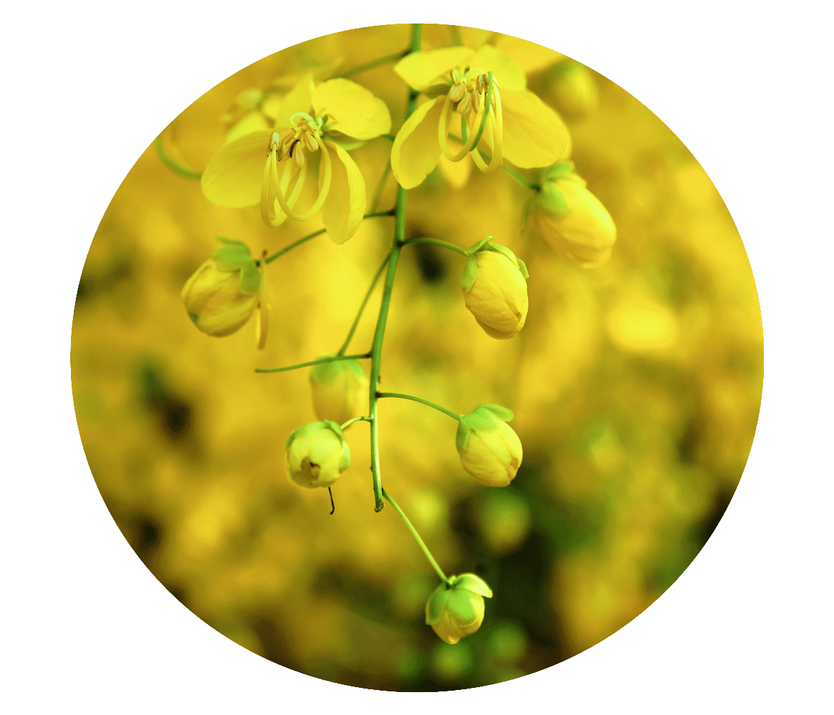 Cassia